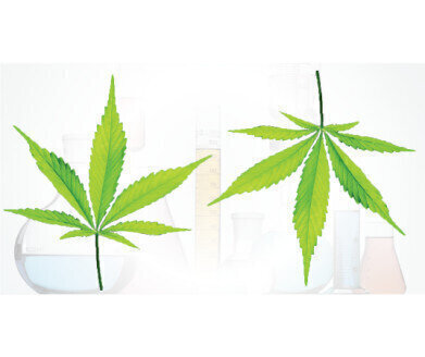 Fast and Easy Achiral & Chiral Analysis of Cannabinoids
